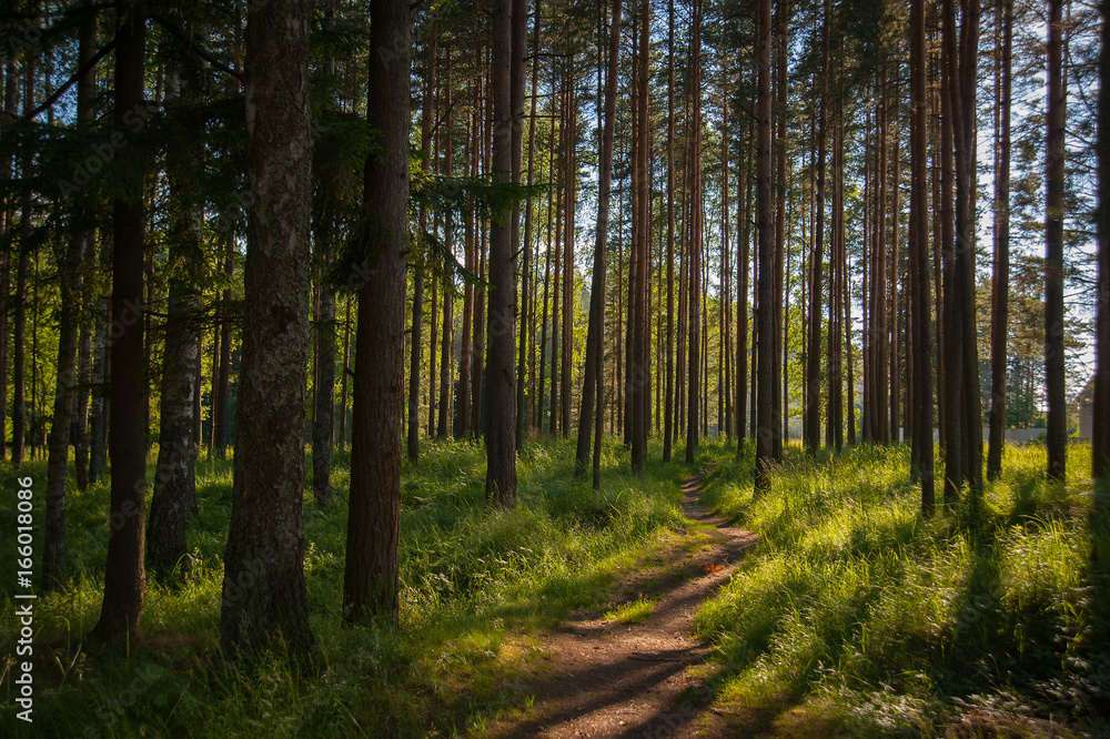 Obraz premium footpath to a pine forest