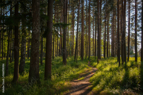 footpath to a pine forest © raduga21
