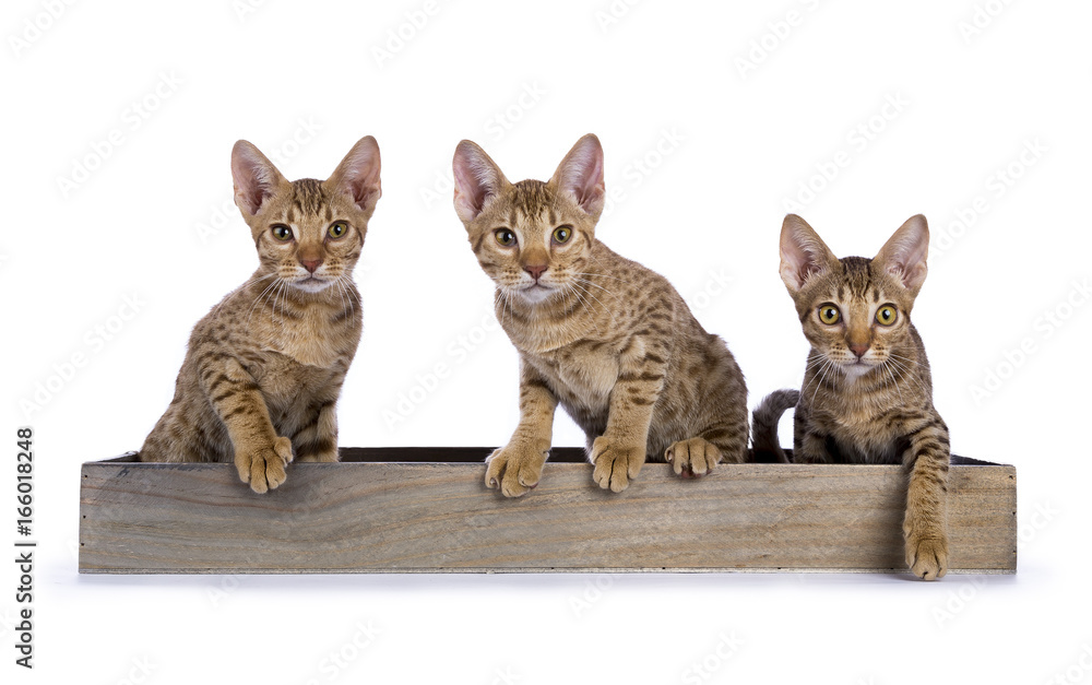 Three Ocicat kittens sitting in a wooden tray facing camera isolated on white background Three Ocicat kittens sitting in a wooden tray facing camera isolated on white background