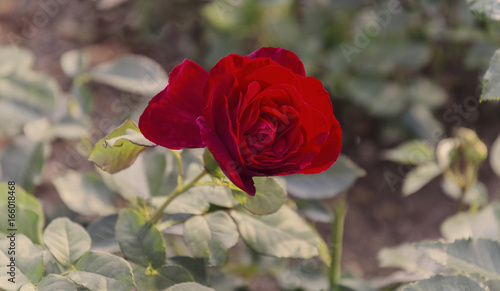 Einzelne Rose,  rote Rose