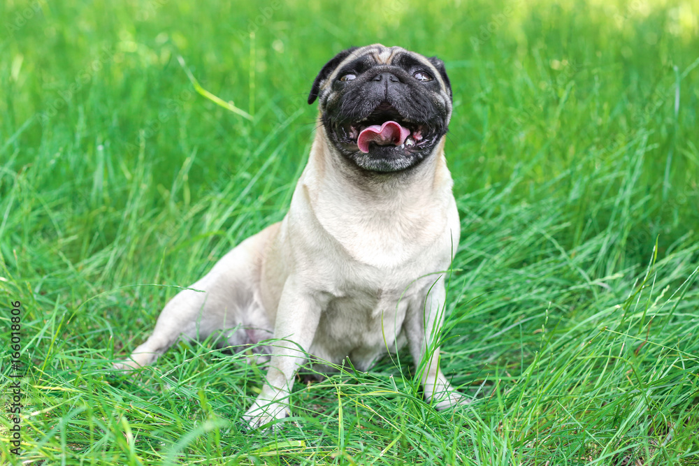 Cute dog sitting on green grass