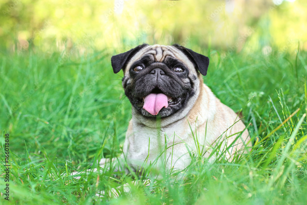 Cute dog lying on green grass