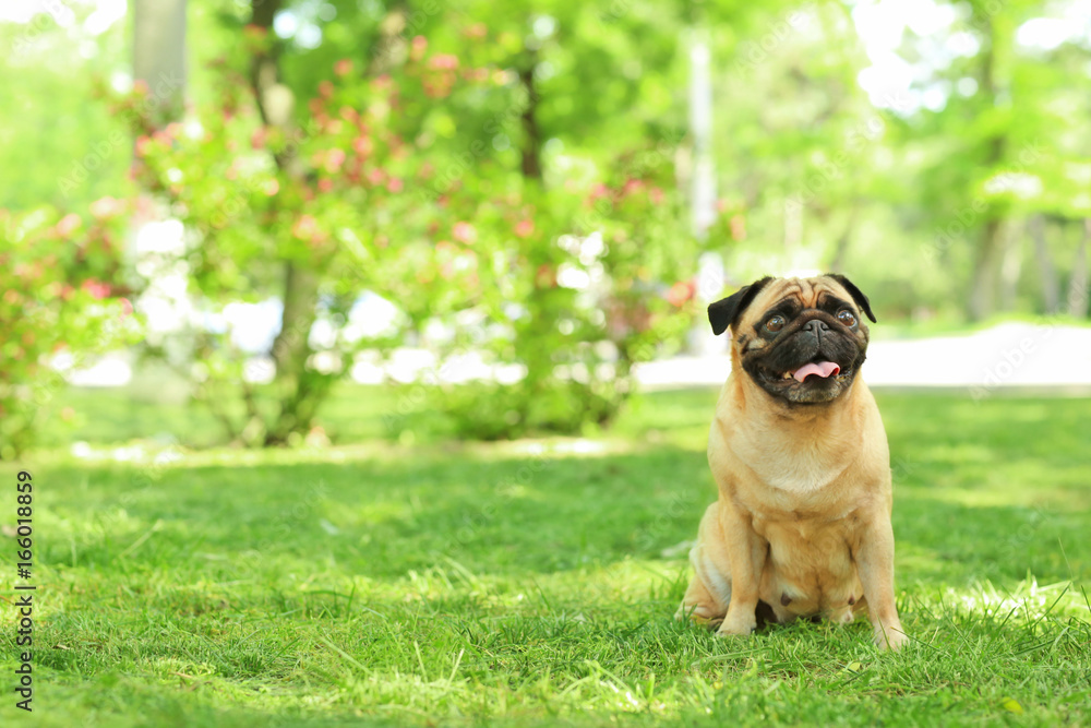 Cute dog sitting on green grass in park