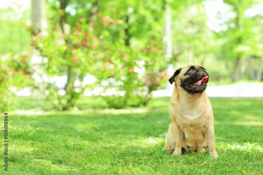Cute dog sitting on green grass in park