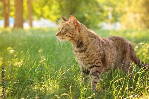 Fototapeta Naklejka Na Ścianę i Meble -  Cute tabby cat in park