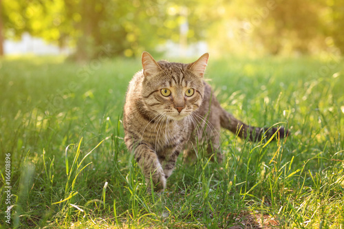 Fototapeta Naklejka Na Ścianę i Meble -  Cute tabby cat in park