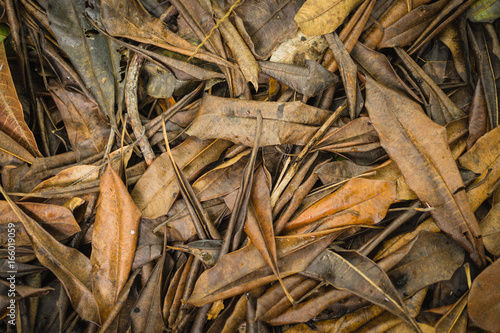 Fallen brown dry leaf © Annop