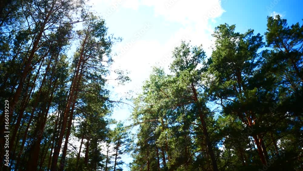 Coniferous forest, sunlight. Sunlight through the pines, calm movement. Coniferous forest, sunlight. Sunlight through the pines, calm movement.