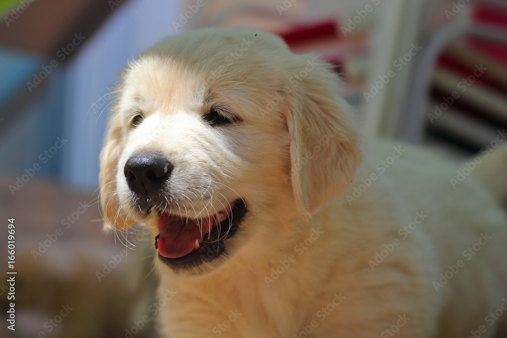 Puppy golden retriever Puppy golden retriever