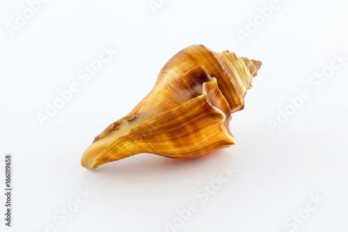 isolated sea shell on a white background