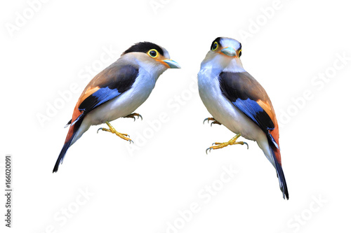 A couple of Silver-breasted broadbill bird, Isolated on white background with clipping path.