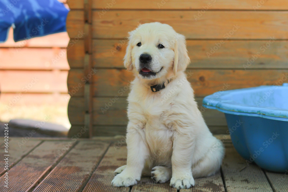 Puppy golden retriever Puppy golden retriever