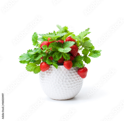 Strawberry  plant with berries in small pot isolated on white. Concept of huge harvest.