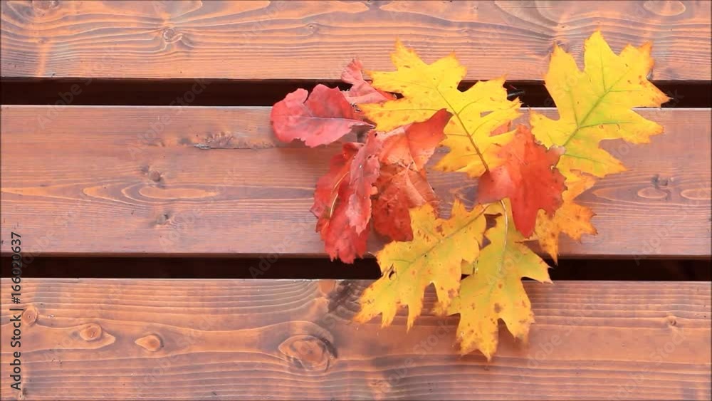autumn background, leaves on brown wooden wall
autumn background, leaves on brown wooden wall