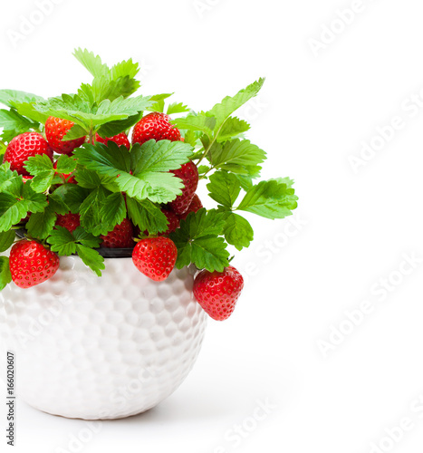 Strawberry  plant with berries in small pot isolated on white. Concept of huge harvest.
