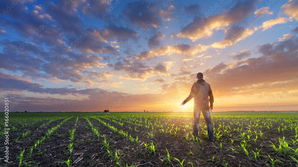 Fototapeta premium man in field at sunset / bright spring photo Ukraine
