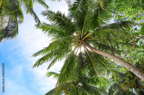 Fototapeta Naklejka Na Ścianę i Meble -  View of beautiful tropical palms against blue sky