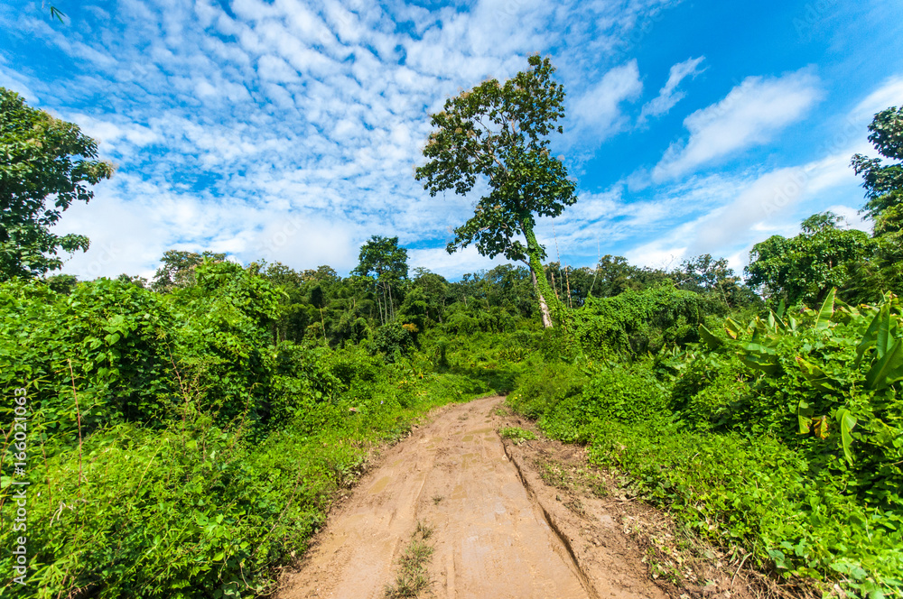 Dirt road in tropical green forest