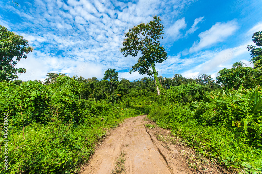 Dirt road in tropical green forest Dirt road in tropical green forest