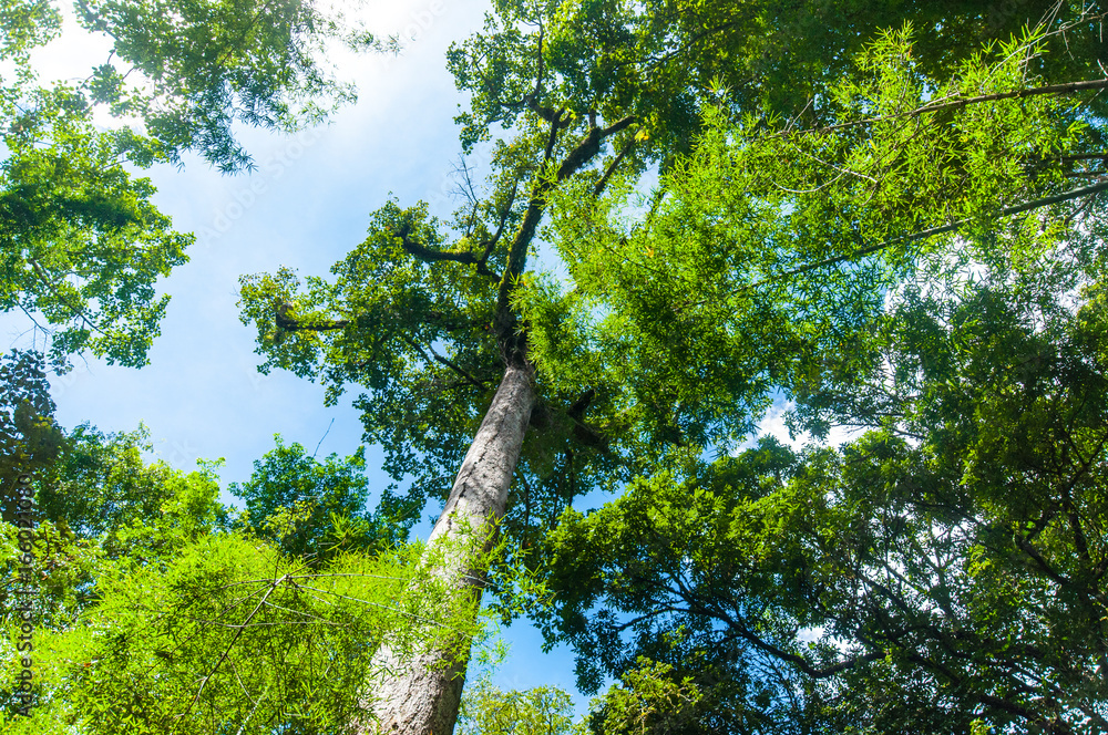 Fototapeta premium Beautiful canopy of tree