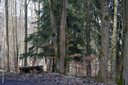 Holzbank im Wald