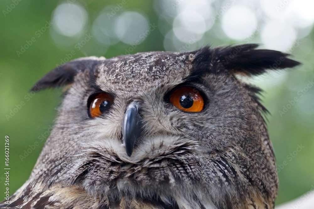 Obraz premium Uhu (Bubo bubo) close-up