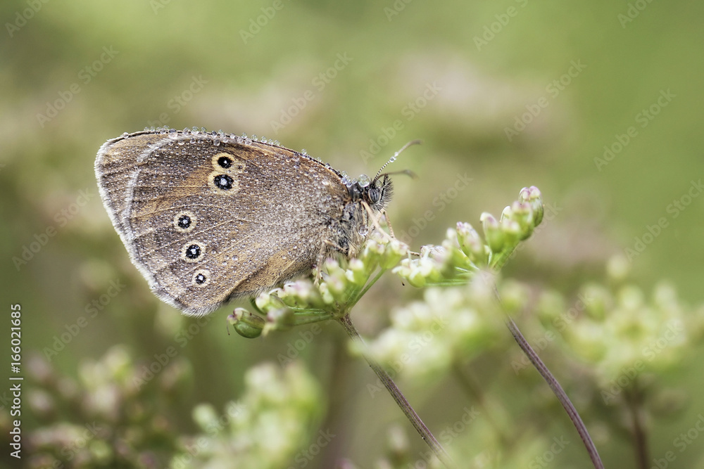 Butterfly with dew drops - ringlet (Aphantopus hyperantus) Butterfly with dew drops - ringlet (Aphantopus hyperantus)
