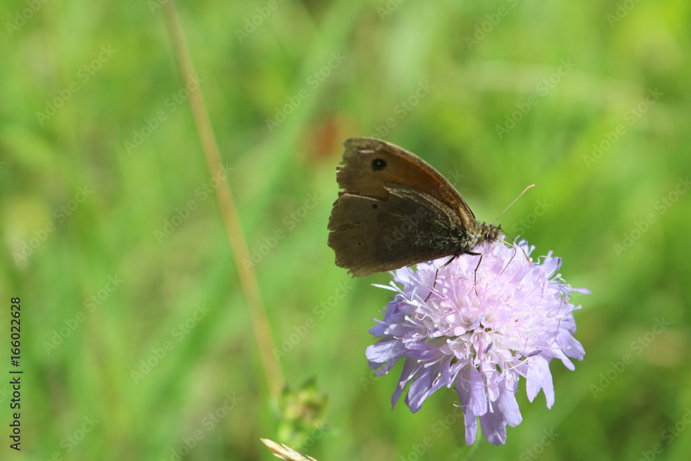 Obraz premium Schmetterling auf Blüte