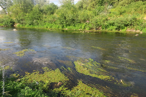 river at the summer