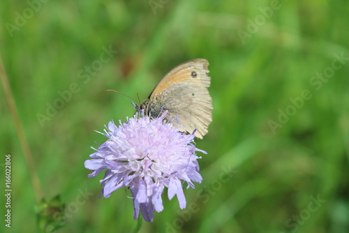 Schmetterling auf Blüte