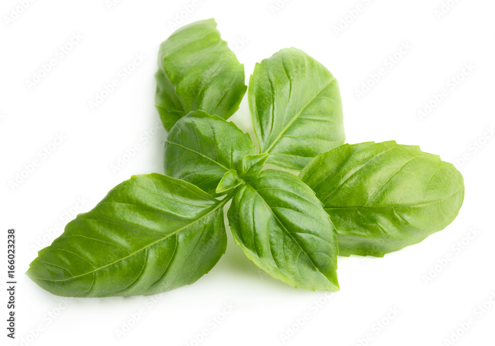 Basil Basil