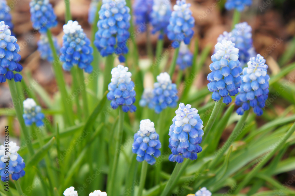 Many blue and white muscari flowers plant with green in garden Many blue and white muscari flowers plant with green in garden