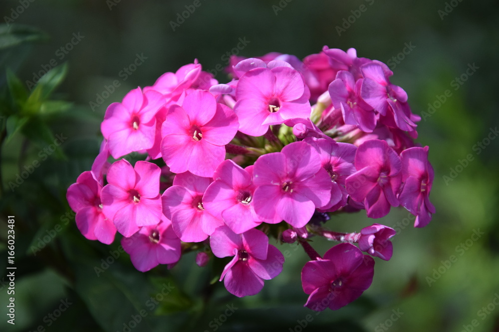 Природа (Цветы) Природа (Цветы)