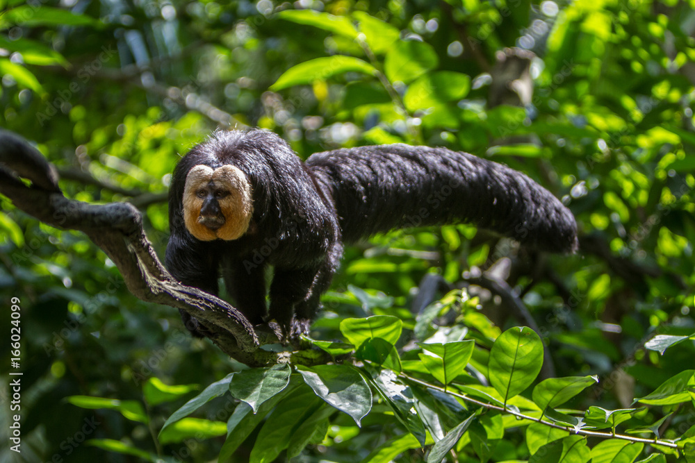 Naklejka premium White-faced saki monkey