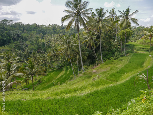 rizieres Bali © claude