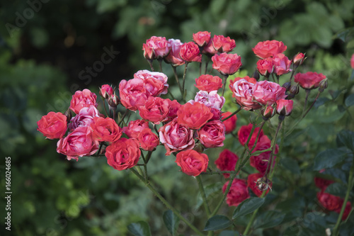 Rosen  pink  im Garten