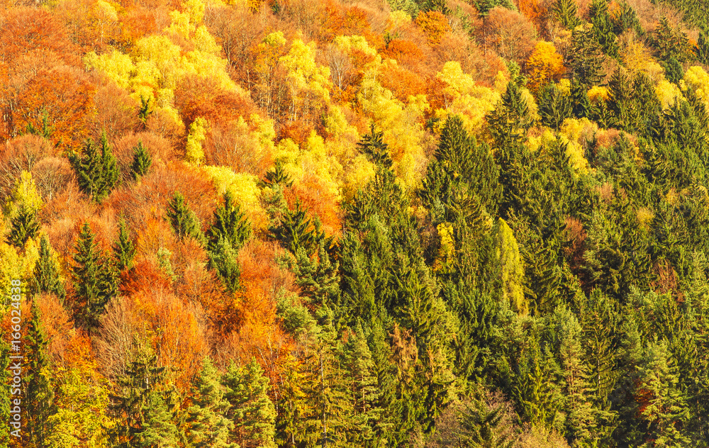 Herbstlich gefärbter Mischwald Herbstlich gefärbter Mischwald
