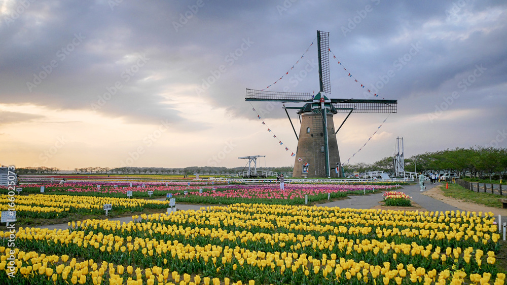Tulip field and windmill on sunset with sakura background in Chiba Japan