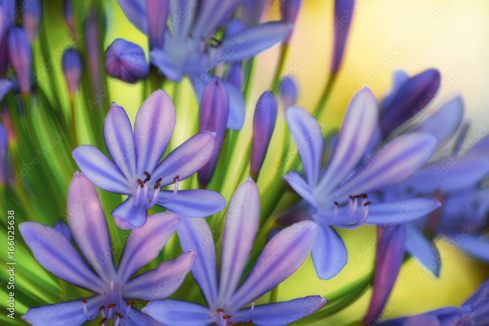 Fototapeta premium Lilia Nilu