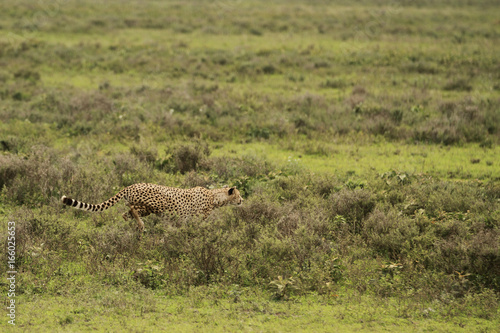Cheetah in Serengeti © Pedro H C Pinheiro