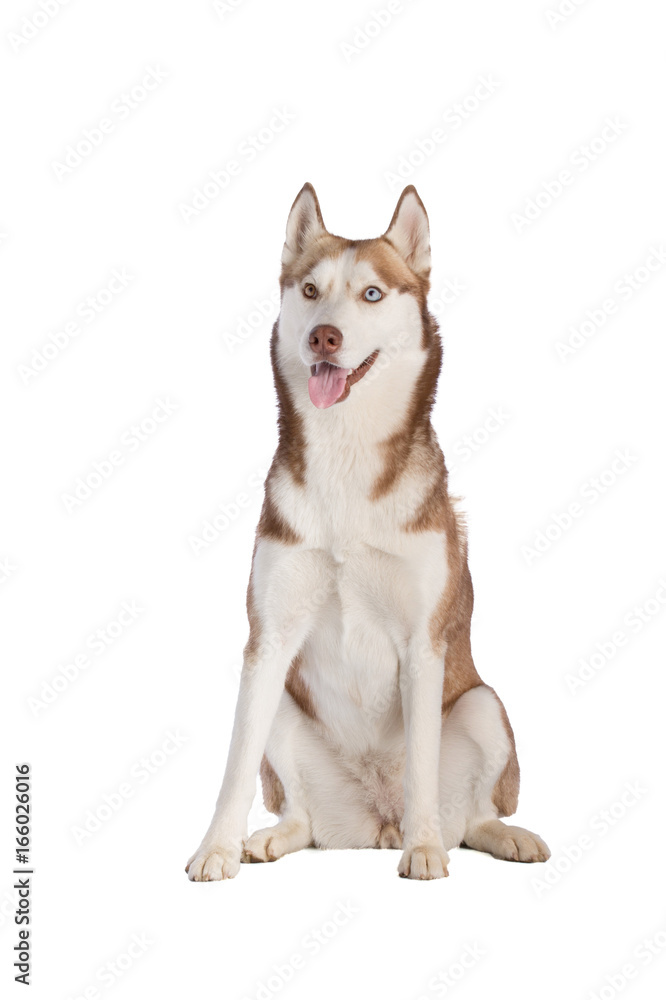 Siberian husky Siberian husky