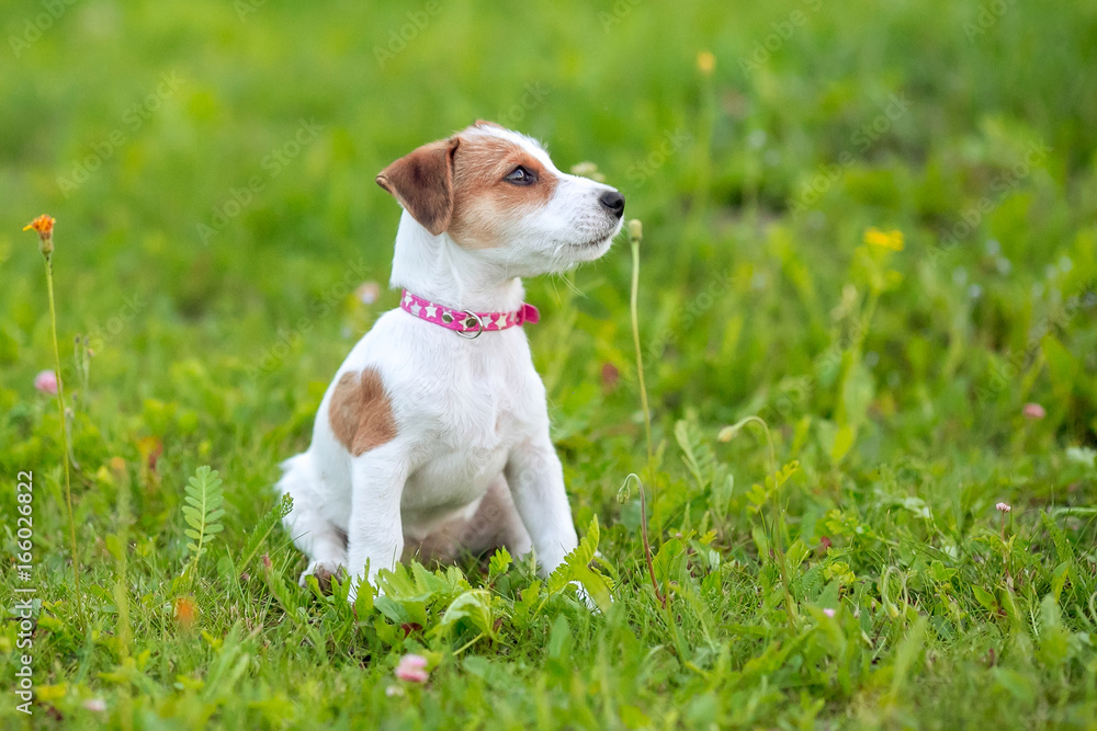 Puppy Jack Russle Terrier in the grass