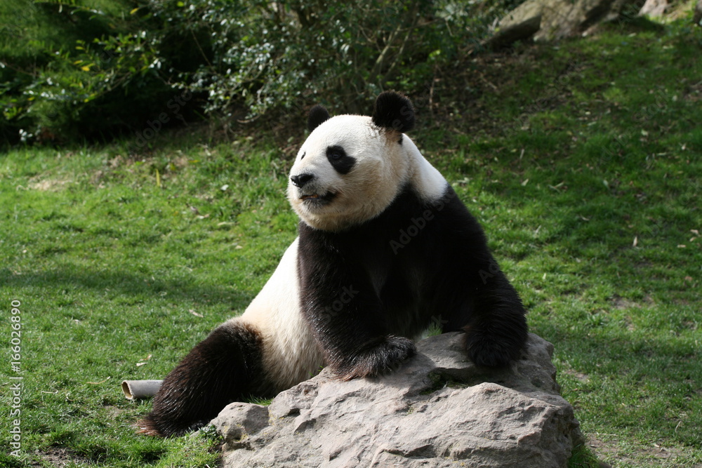 Fototapeta premium Panda