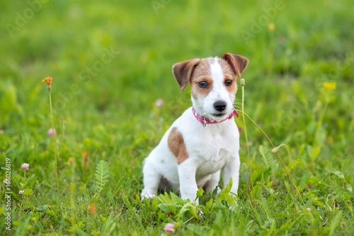 Puppy Jack Russle Terrier in the grass