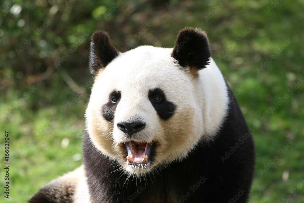 Obraz premium Panda