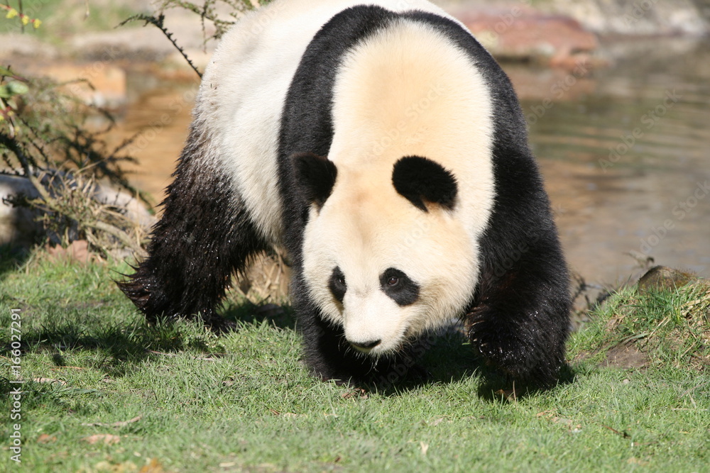 Fototapeta premium Panda