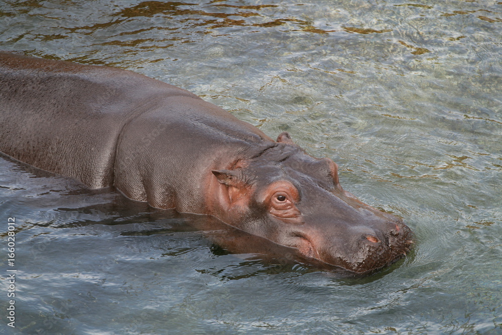 Fototapeta premium Hippopotame