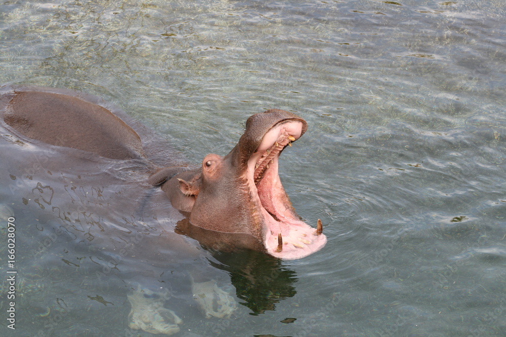 Fototapeta premium Hippopotame