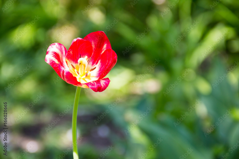 Obraz premium Red tulips on flowerbed in garden