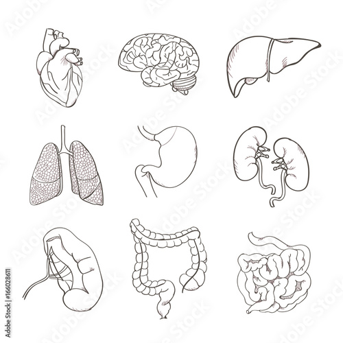 Realistic human organs set anatomy